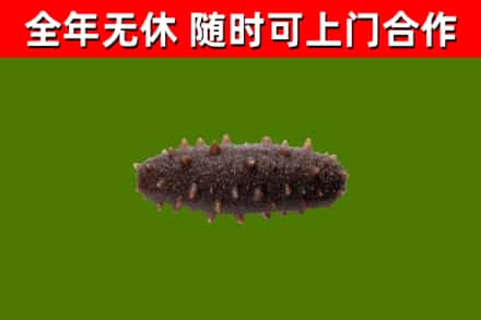新乡烟酒回收干海参.jpg